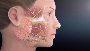 Facial Nerve Anatomy | The Facial Paralysis Institute