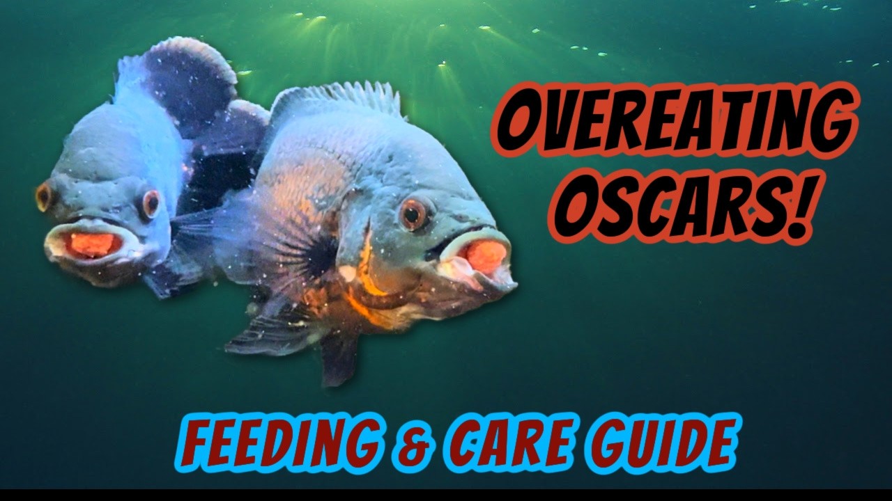 Cichlid Growth Rate Guide: Ultimate Tips for Faster Fish Development