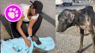 A dog with an ingrown collar trying to survive by Paws on Curacao [ Animal Rescue Channel ] 53,177 views 4 years ago 5 minutes, 29 seconds