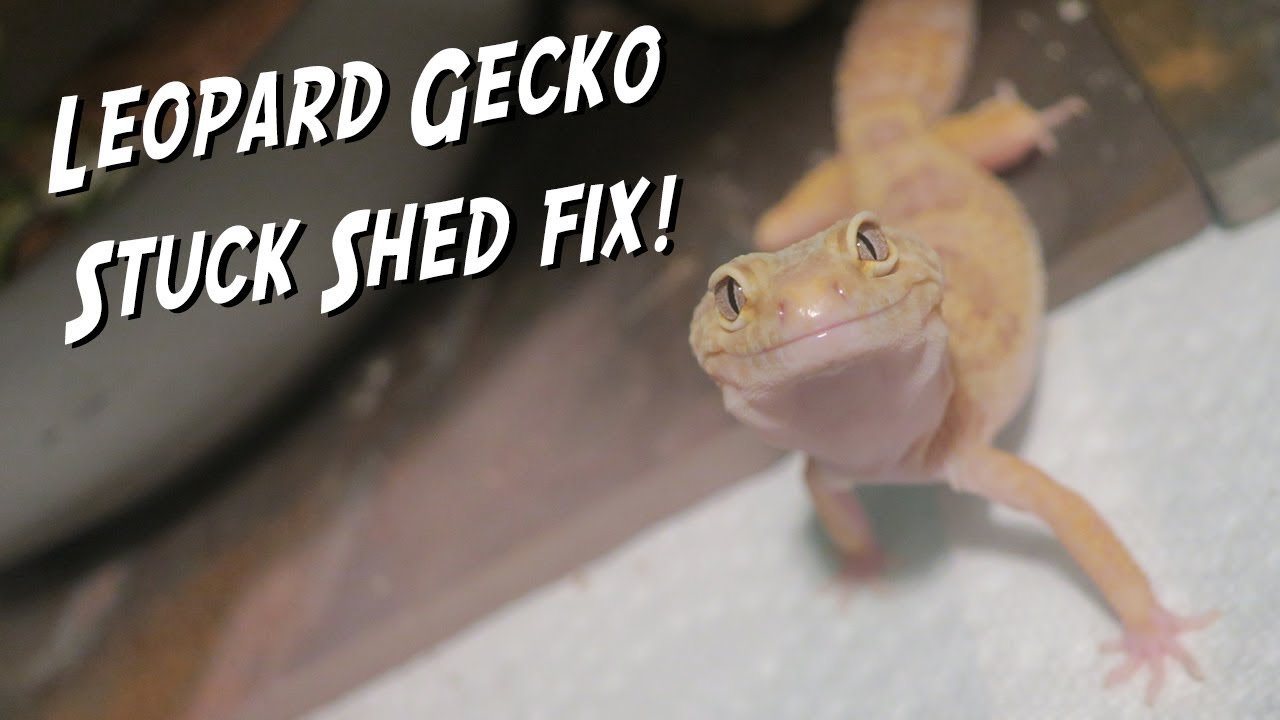 How To Remove Stuck Toe Shed On Leopard Geckos!