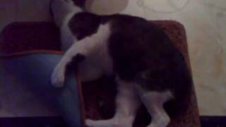 Comparison between external and implanted orthotics for cats by Ellinikoscat 362 views 14 years ago 2 minutes, 41 seconds