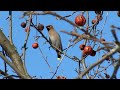 Video Cemeteries Waxwing