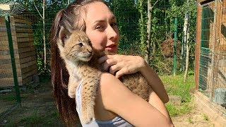 WALKING WITH THE LYNX KITTENS