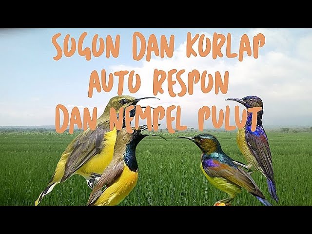 suara pikat burung sogon dan kolibri kelapa ribut class=