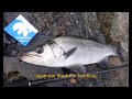 ゴムオVSヒラスズキ　2018　BLACK FIN SEEBASS on ROCK SHORE