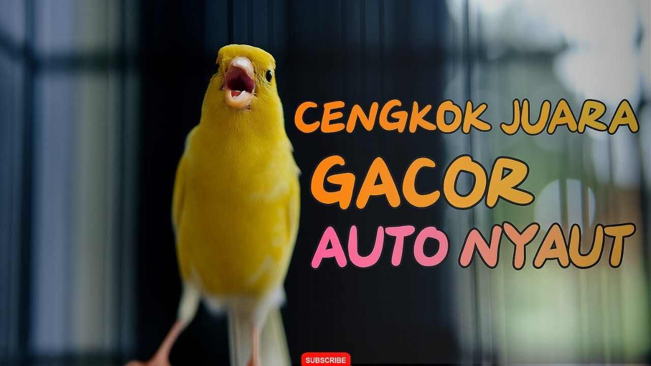 Ampuh Banget! Kenari Gacor Cuit Panjang Bikin Paud Emosi dan Ikutan Ngerol