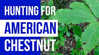 Hunting for American Chestnut screenshot 3