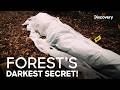 Murder Mystery in the Woods of California! | Murder Among Friends | Discovery Channel