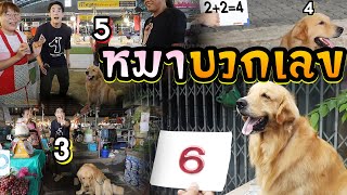 หมาบวกเลข | ไทยทึ่ง WOW! THAILAND