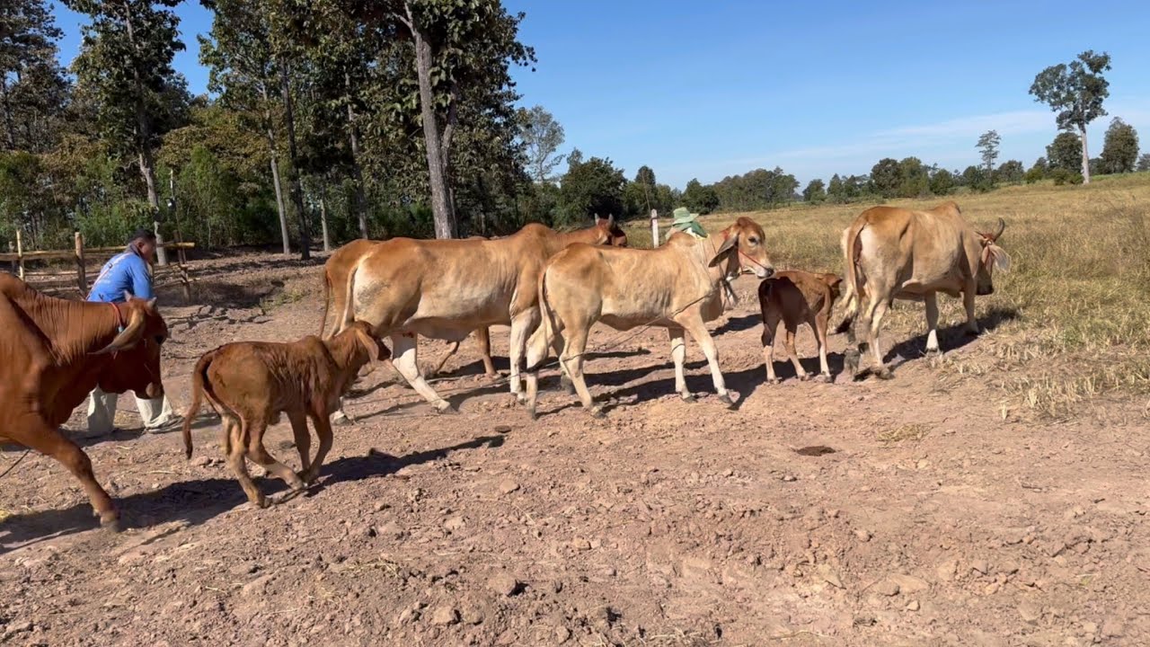 ไล่วัวช่วยพี่สาวแต่เช้า หลานๆก็มาช่วย #ลมหนาวมาแล้วจ้า