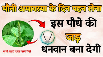 29 जनवरी मौनी अमावस्या के दिन पहन लेना इस पौधे की जड़ धनवान बनोगे | Vedic Drishti