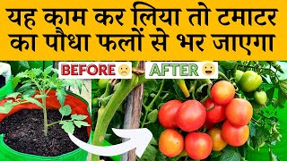 यह काम कर लिया तो टमाटर का पौधा फलों से भर जाएगा | How to get more fruit on tomato Plant in Hindi