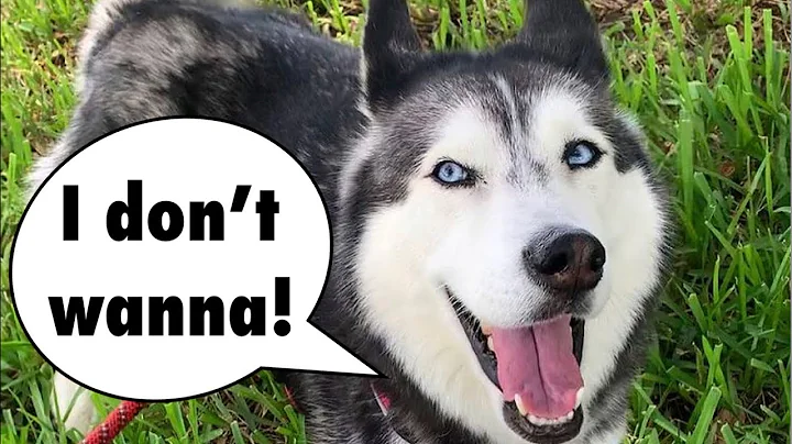 My Husky Speaks PERFECT English! PART 2 | Compilation