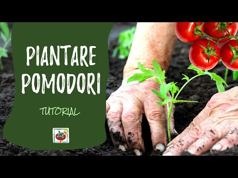 Video: Piantare piante di pomodoro: come piantare i pomodori