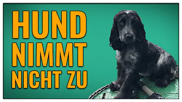 Was kann ich meinem Hund geben damit er zunimmt?