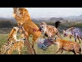 Mother Lion Sacrifices Herself To Save Her Newborn From Clan Of Hyenas -  Lion Vs Hyena