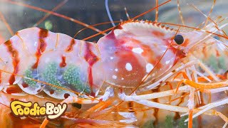 How to eat a raw shrimp