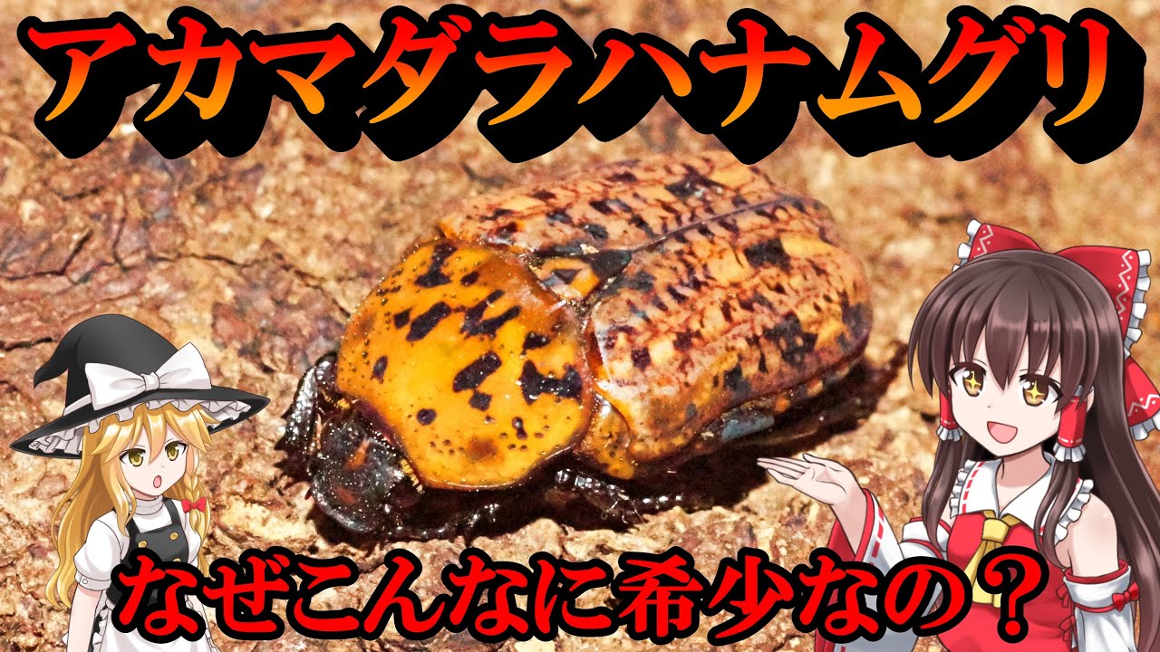 希少種アカマダラハナムグリの樹液観察と産卵セット アカマダラハナムグリ アカマダラコガネ 採取 ゆっくり解説 カブトムシ クワガタ昆虫模型おもちゃ書籍通販価格