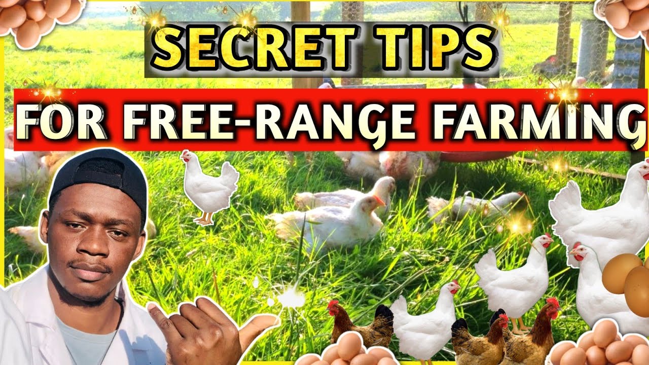 Secret Tips For A Successful FreeRange Chicken Farm YouTube