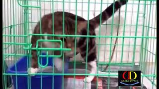 En Sevi̇mli̇ En Komi̇k Kedi̇ Köpek Vi̇deolari (Gülmeme Challenge) - Alem - I Hayvanat