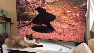 Cat ignores TV Chick