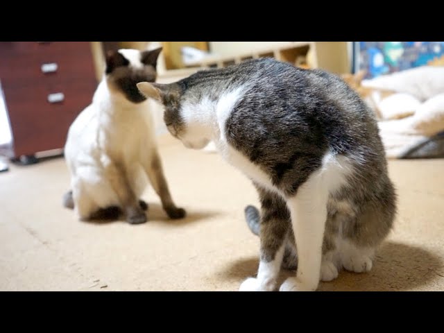 猫の挨拶がてらのシャー！