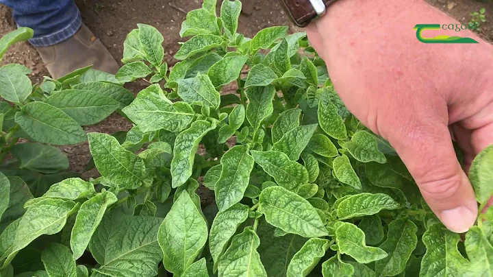 Virus Control in Potatoes- Denis Griffin