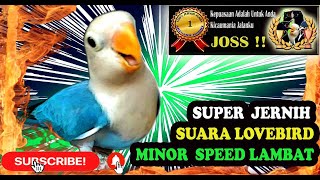 Masteran Burung Lovebird Fighter - Suara Lovebird  Konslet Minor Speed Lambat