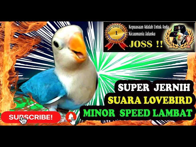 Masteran Burung Lovebird Fighter - Suara Lovebird  Konslet Minor Speed Lambat class=