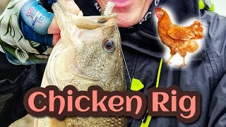 BASS FISHING : Chicken rig...WHAT?