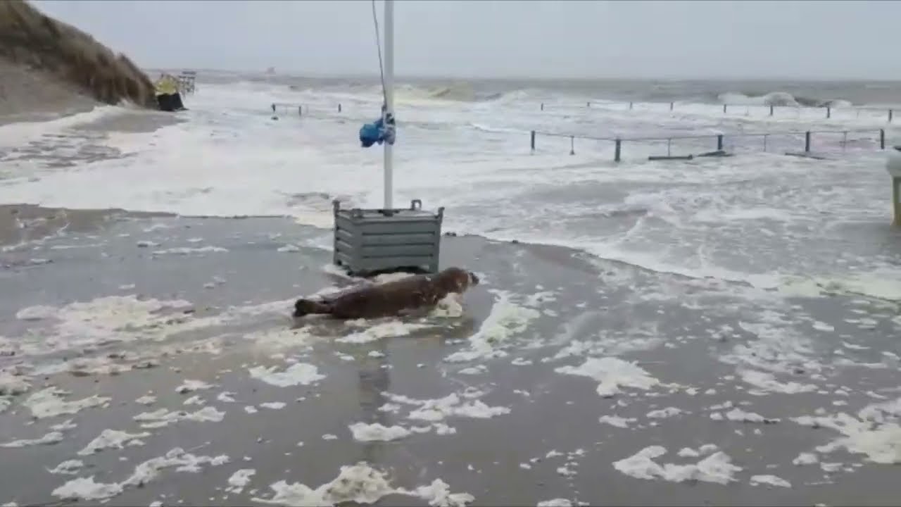 Witte zeehond pup 3D-model 3D-model $24 - .blend - Free3D, image size:1280x720