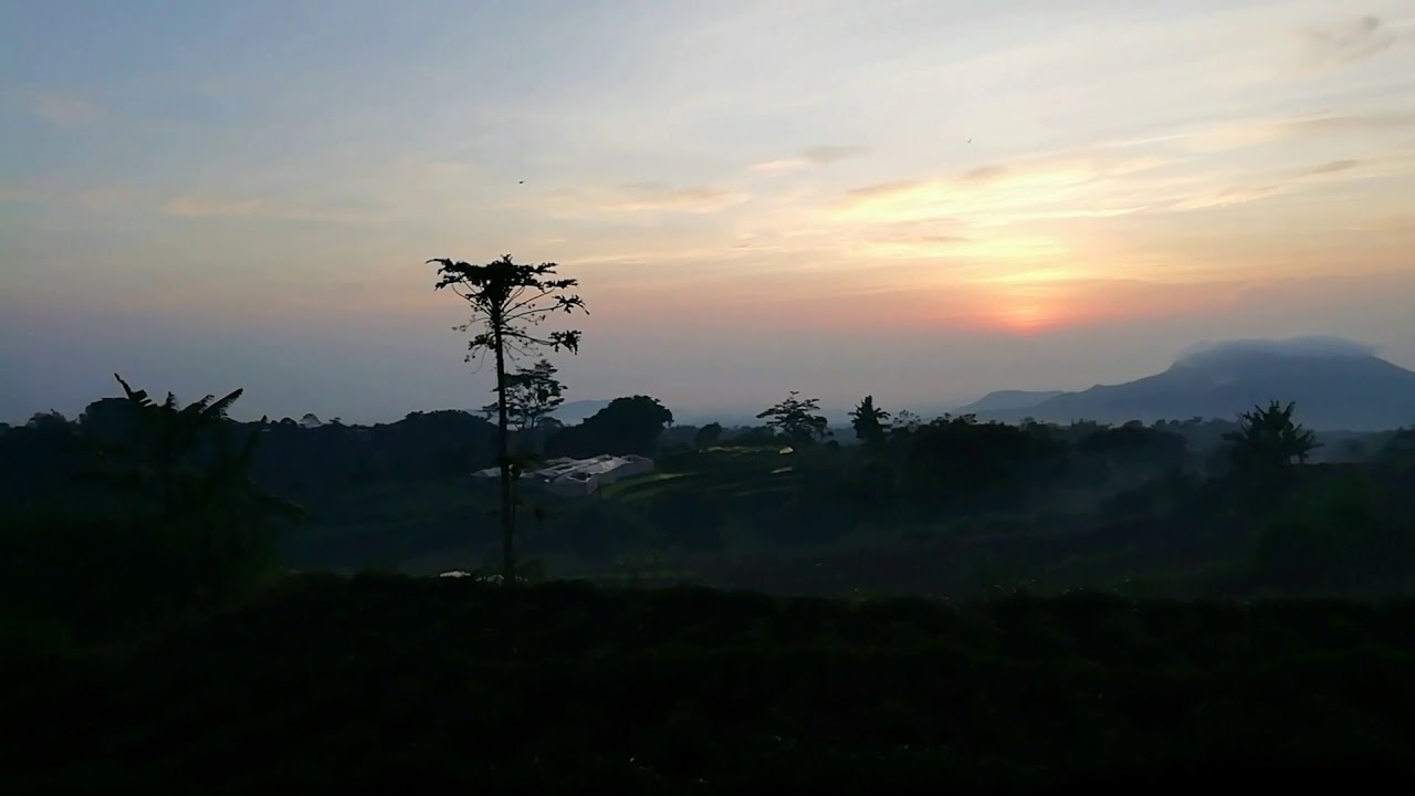 gonggang estate Pagi hari nungu air sawah