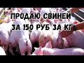 Распродаю свиней живым весом по 150 руб за кг