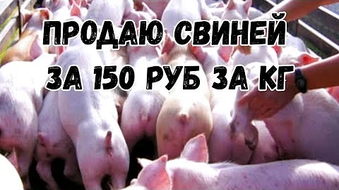 Распродаю свиней живым весом по 150 руб за кг