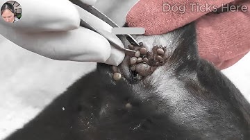 Save Poor Dog From Many Ticks Attacking - Removing Ticks From Poor Pet @FamilyKun