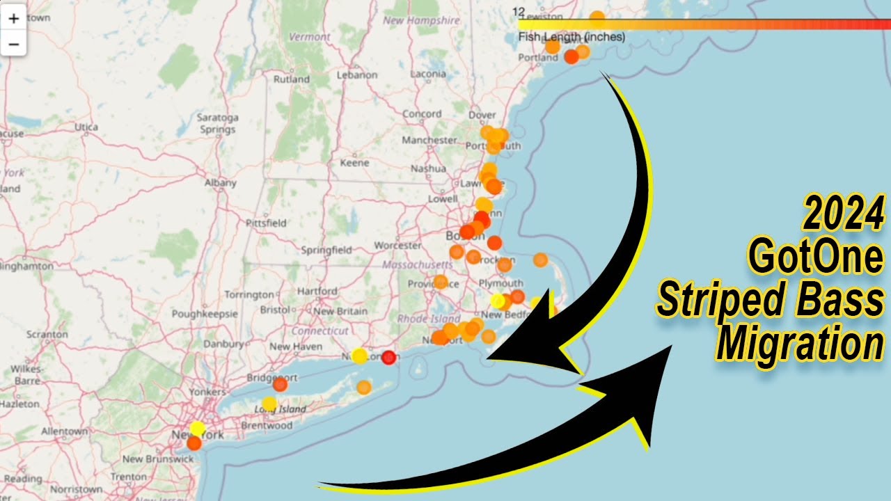 2024 Striped Bass Migration AnimSocial - YouTube