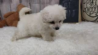 PuppyFinder com Pomapoo - Female