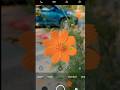 ( Flower ) #shorts #flower