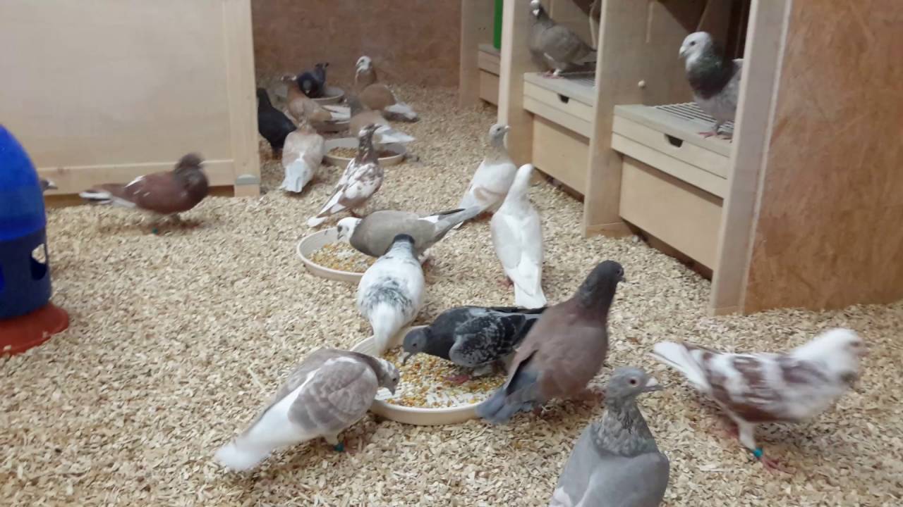 Doffers en duivinnen even door elkaar tijdens de rust periode