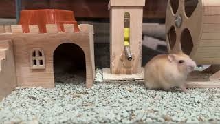 A Day in Two Hamsters' Lives