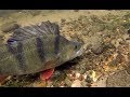 MONSTER Perch Devour Live baits! Under Water