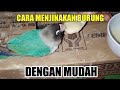 BURUNG LOVEBIRD ANTIK LANGKA &amp; JINAK PUNYA 2 RUMAH