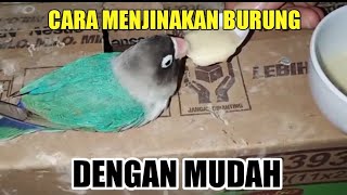 BURUNG LOVEBIRD ANTIK LANGKA &amp; JINAK PUNYA 2 RUMAH