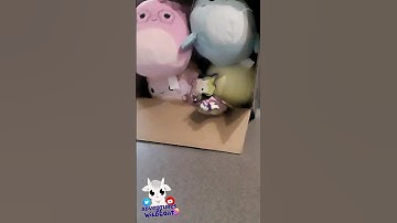 We Ordered an Ultra Rare Squishmallow!