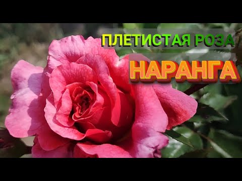 ПЛЕТИСТАЯ РОЗА НАРАНГА | Роза Naranga (Наранга) плетистая | Необычная роза