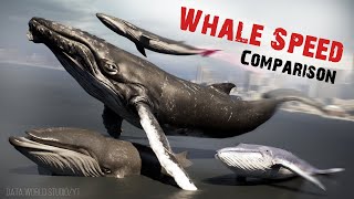 Whale Speed Comparison | Blue Whale | Whale Speed Details