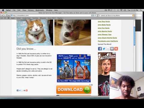 how to stop cat facts texts youtube