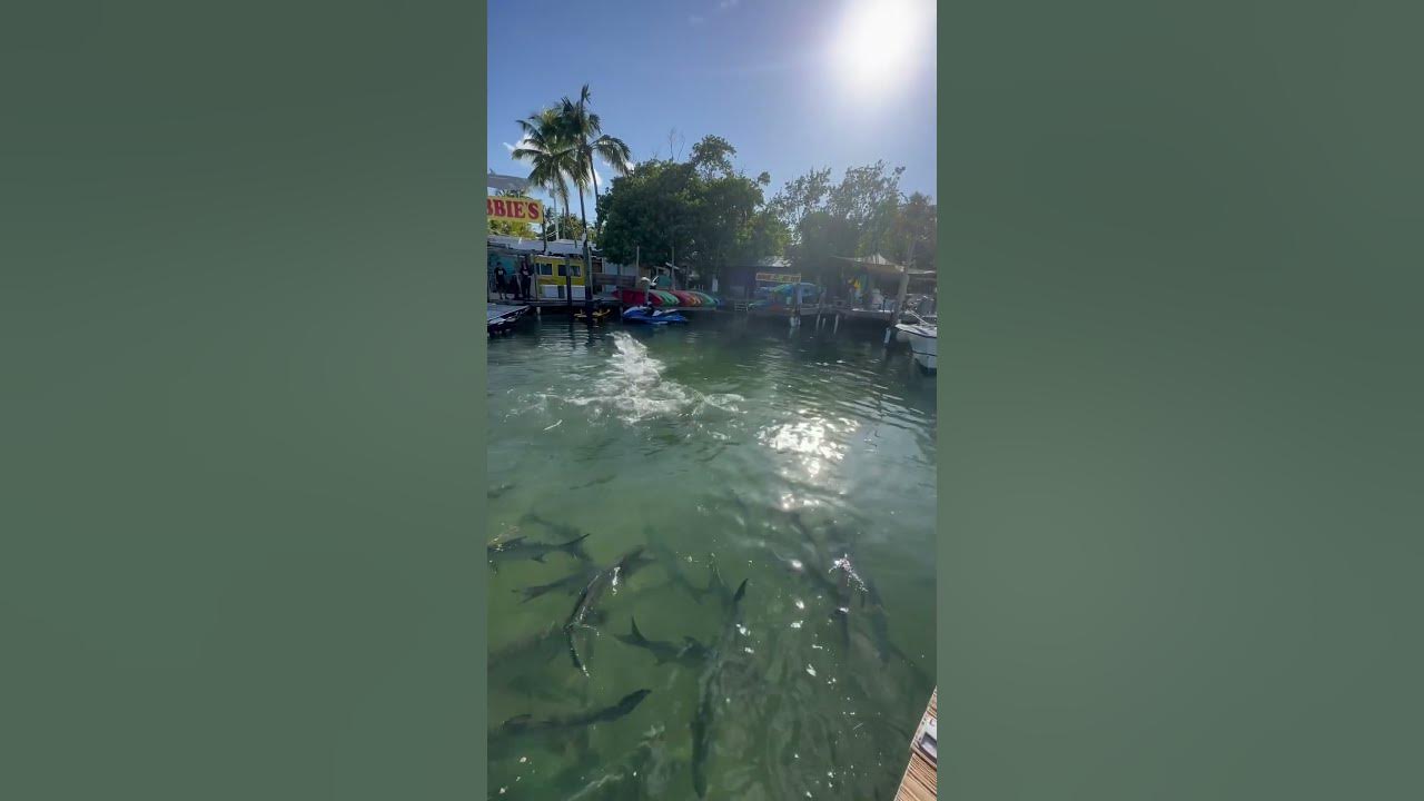 I put the fish on airplane mode floridabeaches fishing YouTube