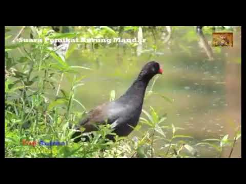 Suara mandar batu bersih