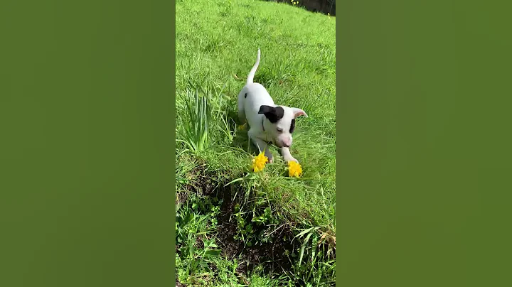 Juno Unchained